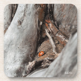 photo d'une coccinelle コースター