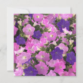 Photo Image Of Morning Glory Pink & Purple Flowers カード (正面)