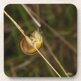 photo insecte dans coquille コースター