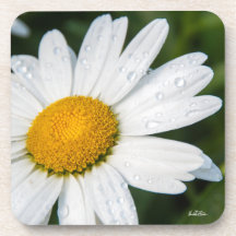 photo marguerite avec la rosée du matin