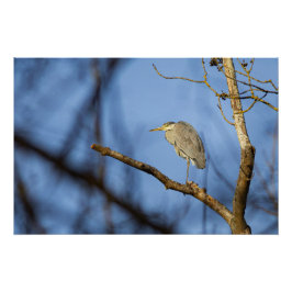 Photo nature du héron cendré perché ポスター