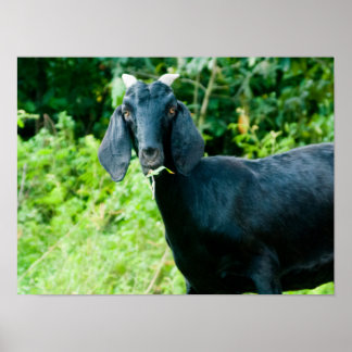 Photo of black goat with horns grazing grass ポスター