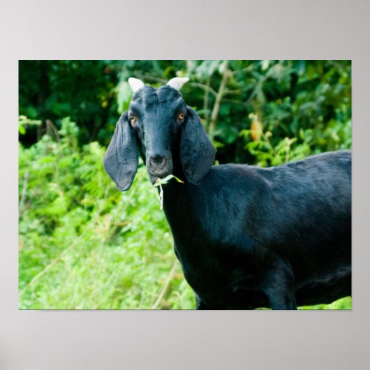 Photo of black goat with horns grazing grass ポスター (正面)