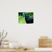 Photo of black goat with horns grazing grass ポスター (キッチン)