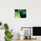 Photo of black goat with horns grazing grass ポスター (ホームオフィス)