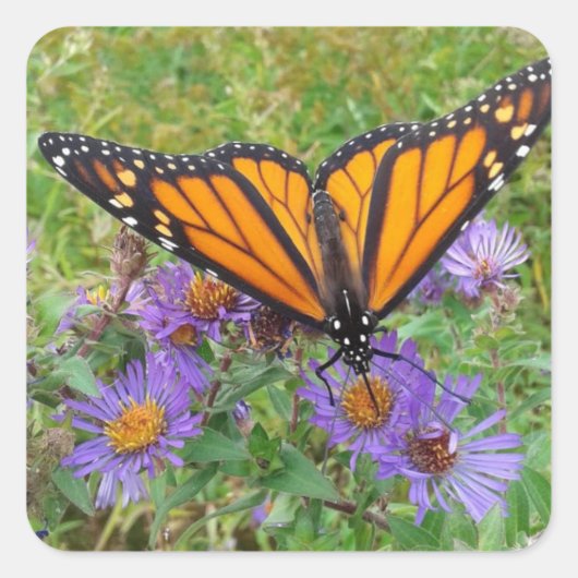 Photo of Butterfly on Cornflowers スクエアシール (正面)