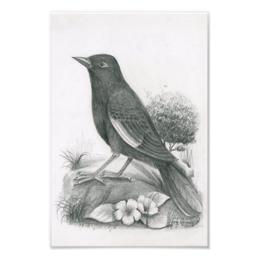 Photo of Cambodian Bird 2 by Vannak Anan Prum フォトプリント (正面)