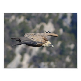 Photo/poster du vautour fauve  フォトプリント           