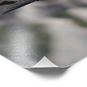 Photo/poster du vautour fauve  フォトプリント            (角)