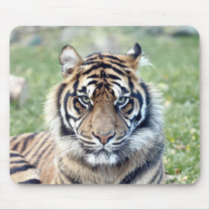 photo tiger cat animals.マウスパッド マウスパッド