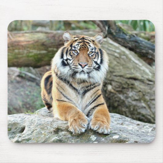 photo tiger cat animals.マウスパッド マウスパッド (正面)