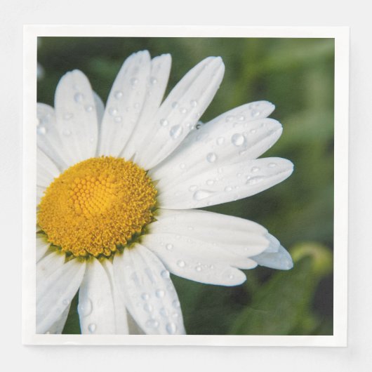 photo, une margueritte, font vert (正面)