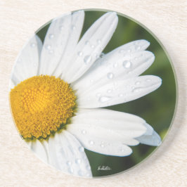 photo, une margueritte, font vert コースター