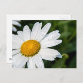 photo, une margueritte, font vert ポストカード (正面/裏面)