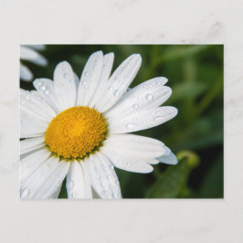 photo, une margueritte, font vert ポストカード