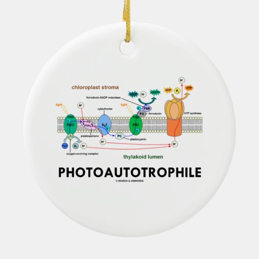 Photoautotrophileの光合性 セラミックオーナメント (裏面)