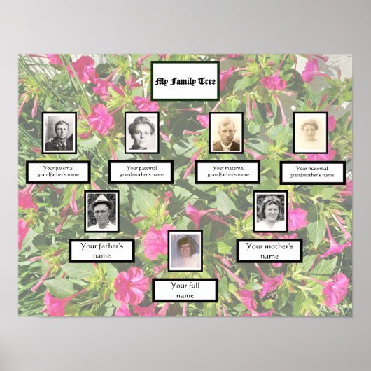  PhotoFamily Tree 3 Generation Pink Four O'clock's ポスター (正面)