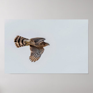 Photograph of a Flying Sharp-shinned Hawk  ポスター