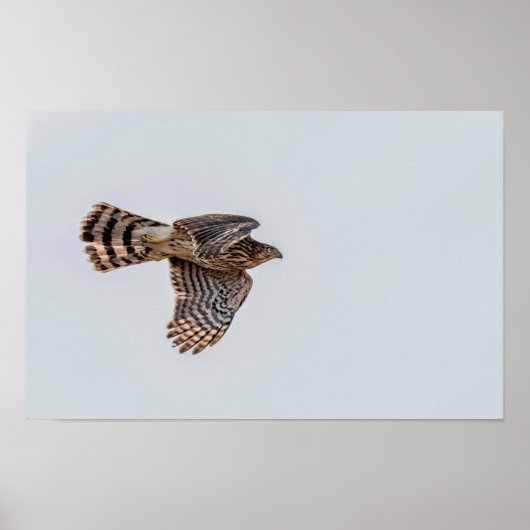 Photograph of a Flying Sharp-shinned Hawk  ポスター (正面)