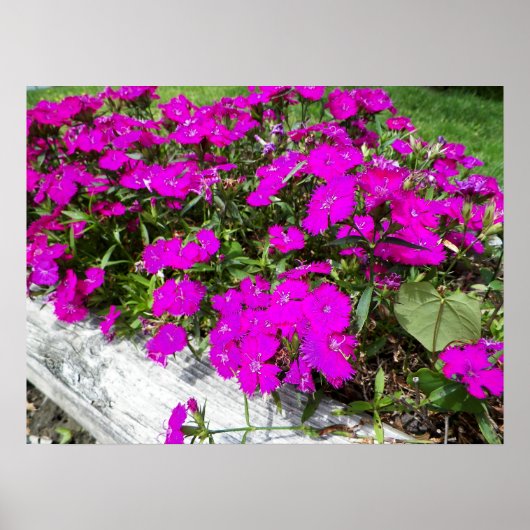 Photograph of Purple Flowers in Fayette, MO ポスター (正面)