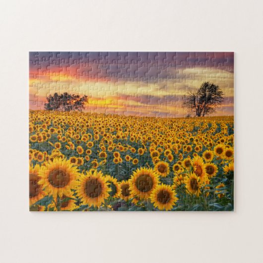 Photography Sunflower Field Complex Jigsaw Puzzles ジグソーパズル (横)