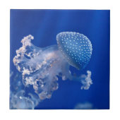 Phyllorhiza Punctata タイル (正面)