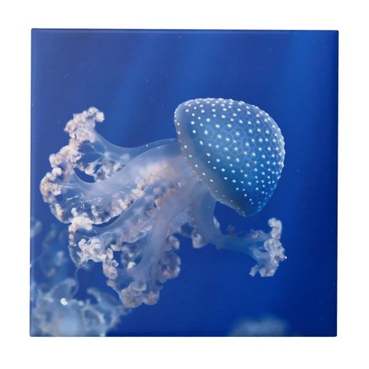 Phyllorhiza Punctata タイル (正面)