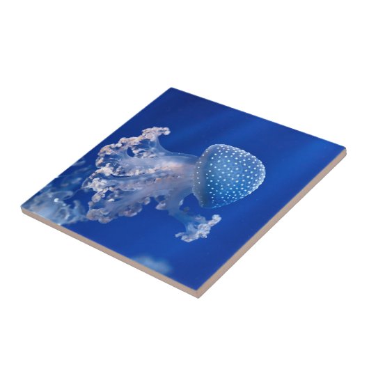 Phyllorhiza Punctata タイル (側面)