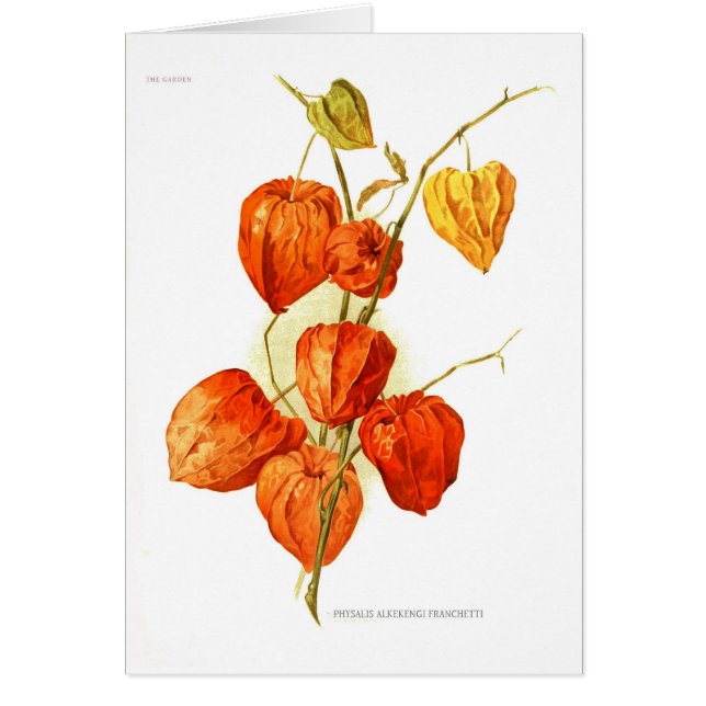 Physalisのalkekengiのfranchetti (正面)