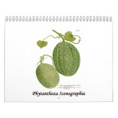 Phytanthoza Iconographia カレンダー (カバー)