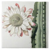 「PhythからのCereus Erectus Altissimus Syrinamensis タイル (正面)