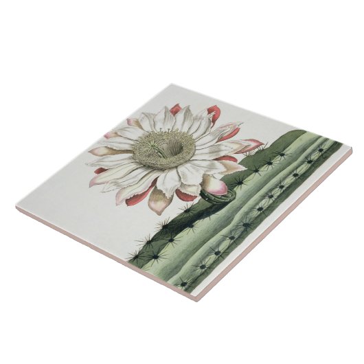 「PhythからのCereus Erectus Altissimus Syrinamensis タイル (側面)