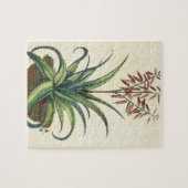 「Phytographia Curiosa」から、Vulgarisアロエヴィエラp ジグソーパズル (横)