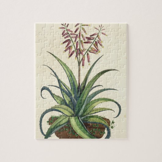 「Phytographia Curiosa」から、Vulgarisアロエヴィエラp ジグソーパズル (縦)