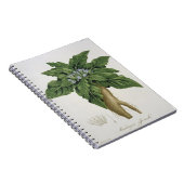 「Phytographie MedicaleからのMandragora Officinarum ノートブック (右側)