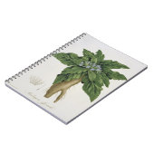 「Phytographie MedicaleからのMandragora Officinarum ノートブック (左側)