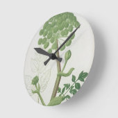 Phytographie MedicaleのAngelica Archangelica ラウンド壁時計 (傾斜)