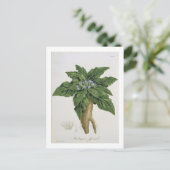 Phytographie MedicaleのMandragoraオフィシナラム ポストカード (スタンド正面)