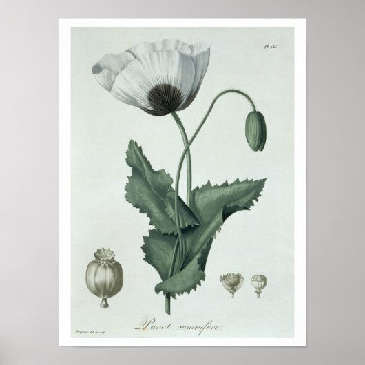 Phytographie MedicaleのPapaver Somniferum ポスター (正面)