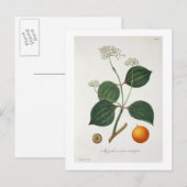 Phytographie MedicaleのStrychnos nux vomica ポストカード (正面/裏面)