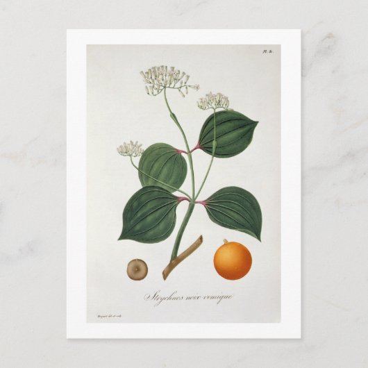 Phytographie MedicaleのStrychnos nux vomica ポストカード (正面)