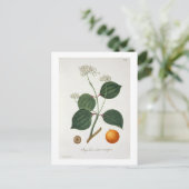 Phytographie MedicaleのStrychnos nux vomica ポストカード (スタンド正面)