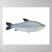 Piauçu ポスター (正面)