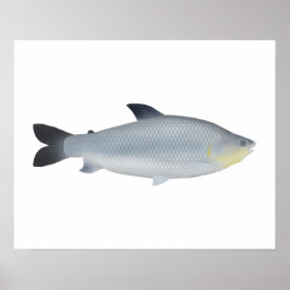 Piauçu ポスター