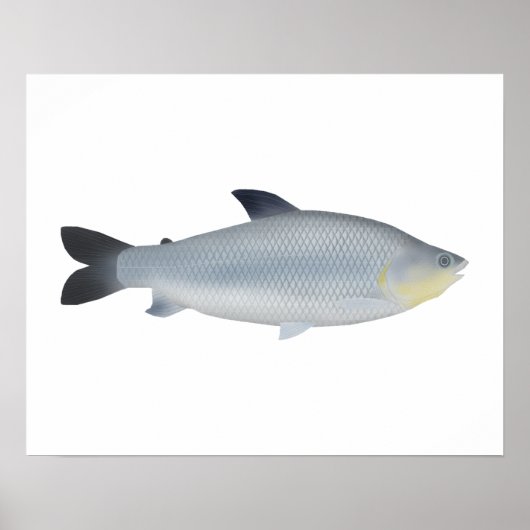 Piauçu ポスター (正面)