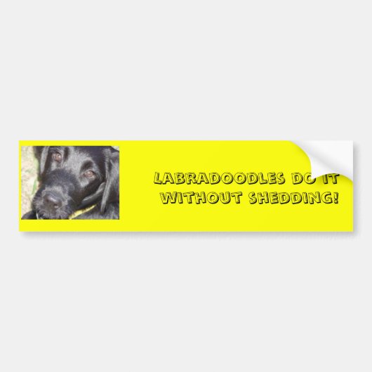 pic4、Labradoodlesは取除かないでそれをします! バンパーステッカー (正面)