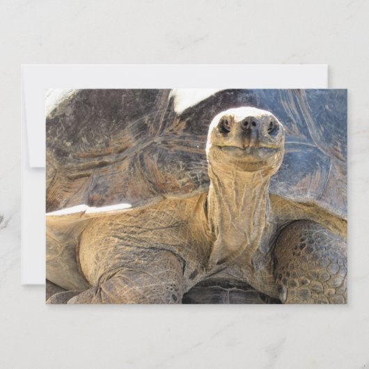 Pic of a Happy Tortiose – フラットカード シーズンカード (正面)