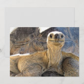 Pic of a Happy Tortiose – フラットカード シーズンカード (正面/裏面)