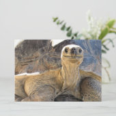 Pic of a Happy Tortiose – フラットカード シーズンカード (スタンド正面)