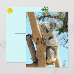 Pic of Koala – オーストラリア野生生物写真 ポストカード